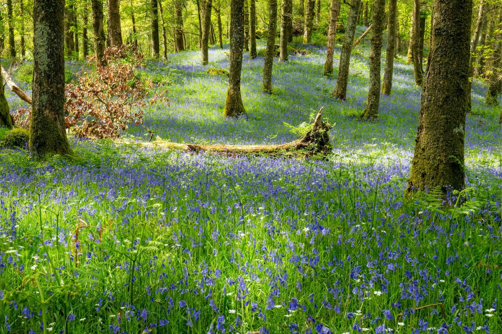 A tranquil forest scene with bluebells, fallen trees, and sunlight filtering through the canopy.