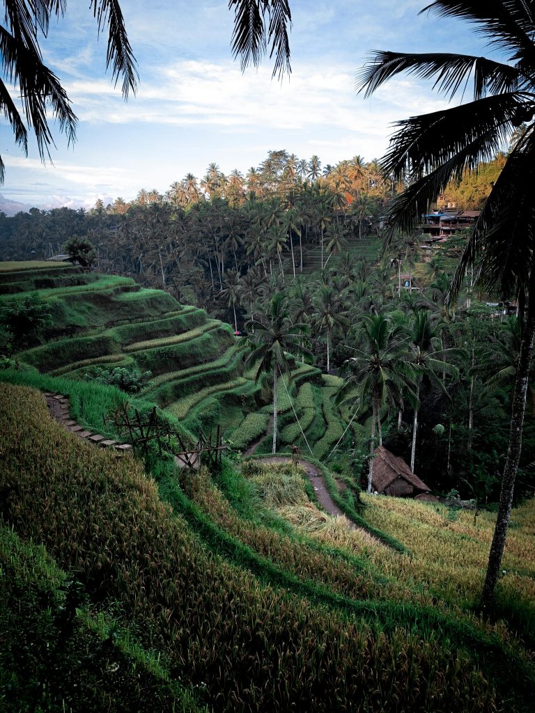 Ubud rice field