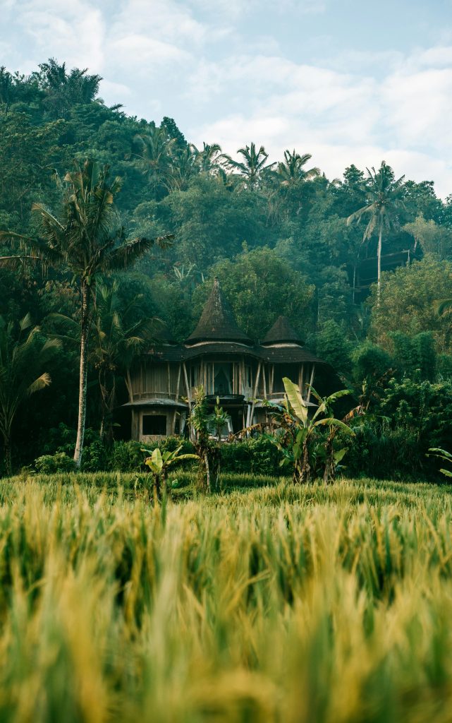Balinese cottage in the middle of rice field
