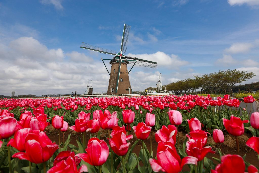 Tulip and Windmill