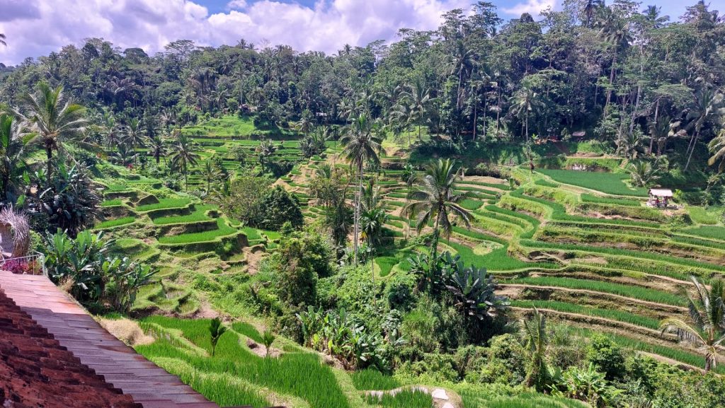 Bali rice fields