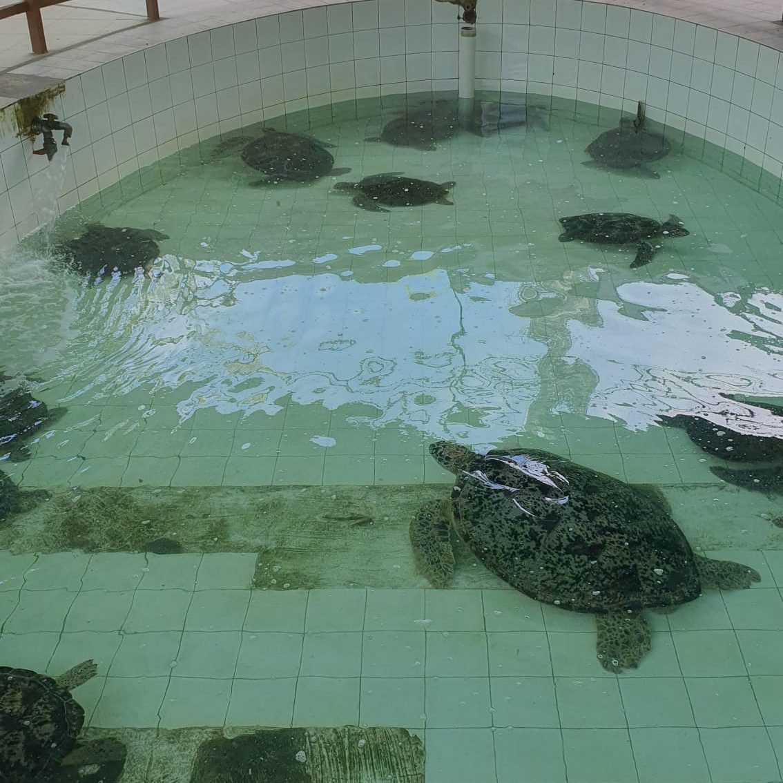 Bali Conservation Turtles
