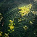 Explore the lush, terraced rice fields of Bali, Indonesia with this breathtaking aerial shot.