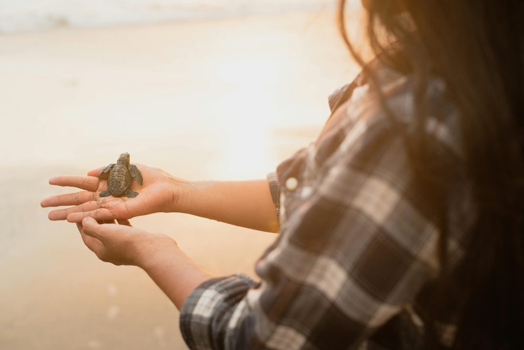 A close-up of a person holding a baby sea turtle at sunset near the ocean.