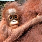 Rescuing More Than Animals: How a Jogja Wildlife Center Is Pushing Back Against Greed