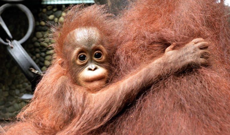 Rescuing More Than Animals: How a Jogja Wildlife Center Is Pushing Back Against Greed
